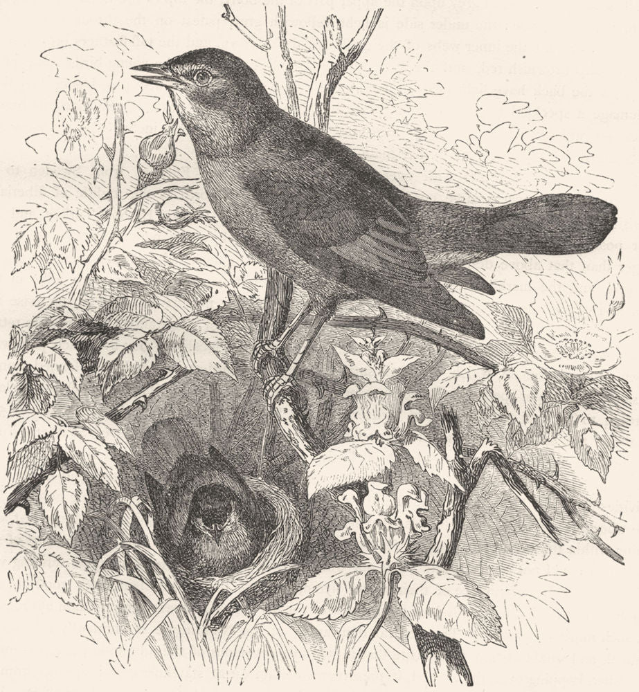 BIRDS. Singing. Nightingale c1870 old antique vintage print picture